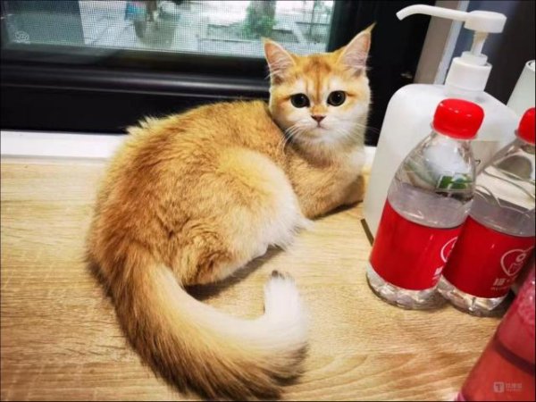 炒股配资最新信息 你养的宠物猫，正在暴露你的钱包余额